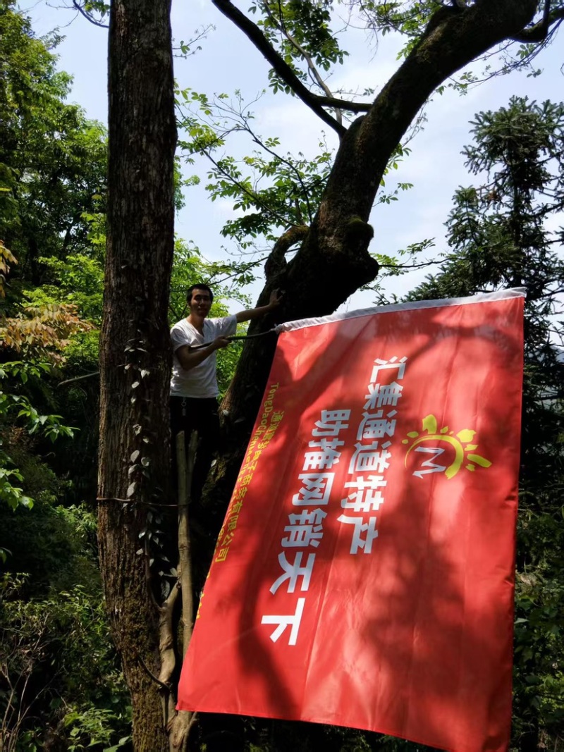 青钱柳茶叶现货先发保质保量电话联系价格美丽