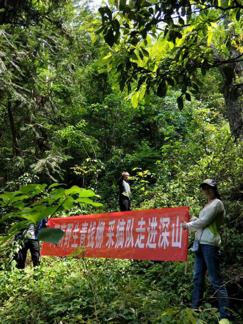 青钱柳茶叶可批发可零售全国发货欢迎联系