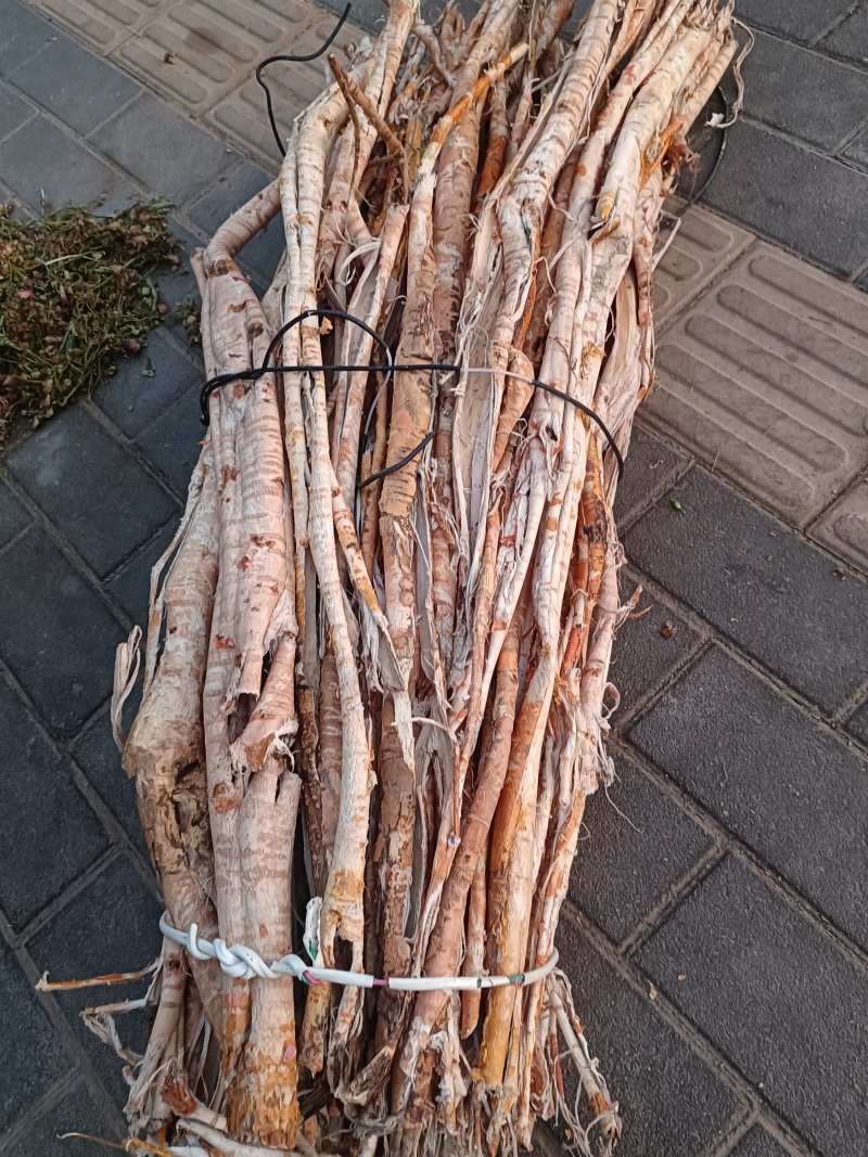 桑白皮全刮皮半刮皮毛皮个子片丝