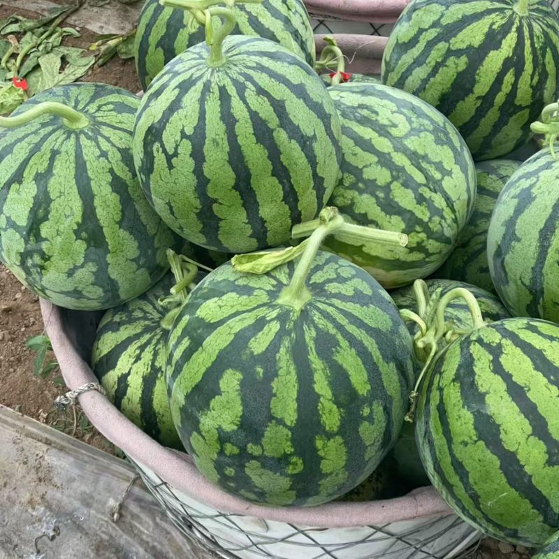 江苏东台无籽美都价格优美量大从优欢迎选购