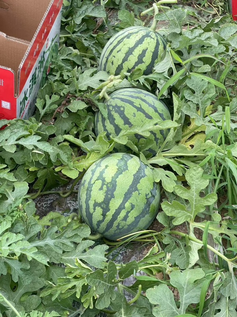 江苏东台无籽美都价格优美量大从优欢迎选购