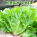 《优选推荐》安阳意大利生菜，对接商超电商，全国发货。