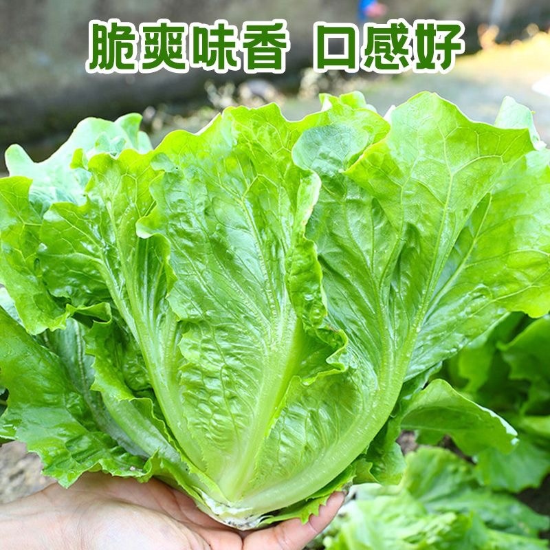 《优选推荐》安阳意大利生菜，对接商超电商，全国发货。