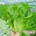 《优选推荐》安阳意大利生菜，对接商超电商，全国发货。