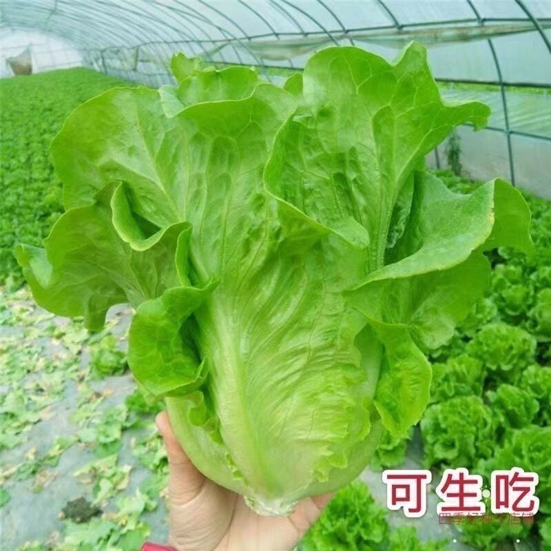 《优选推荐》安阳意大利生菜，对接商超电商，全国发货。