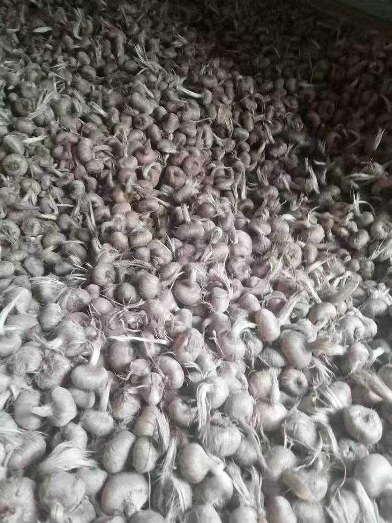 藏红花种球基地合作社保质量包回收创业致富对接全国市场热卖