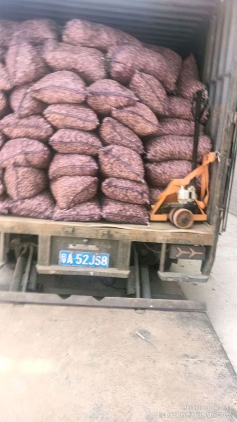 藏红花种球基地合作社保质量包回收创业致富对接全国市场热卖