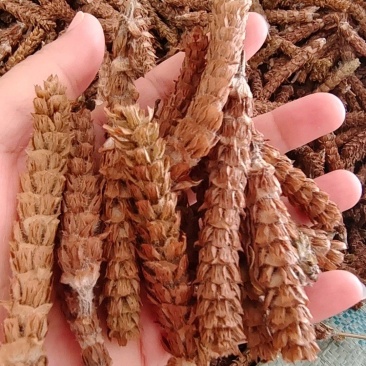 夏枯球精选干货干净无杂量大从优