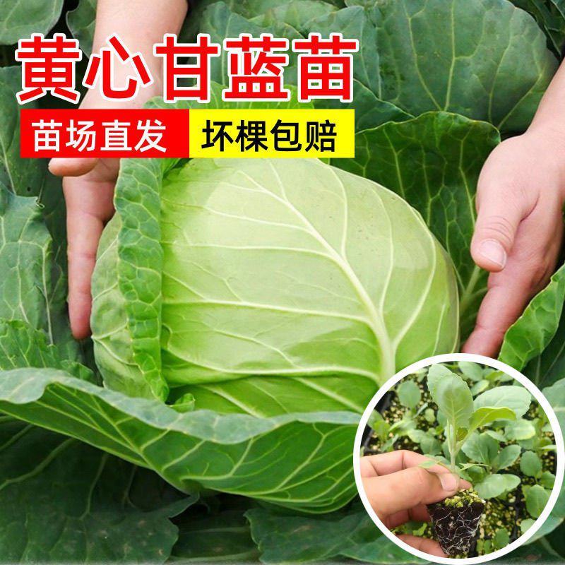 寿光甘蓝苗泽鸿韩绿水果甘蓝软绿正版原包装产地发货