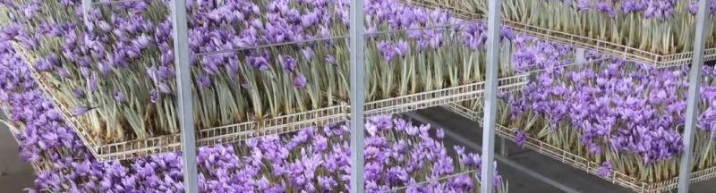 藏红花丝A级藏红花对接全国市场量大从优欢迎采购
