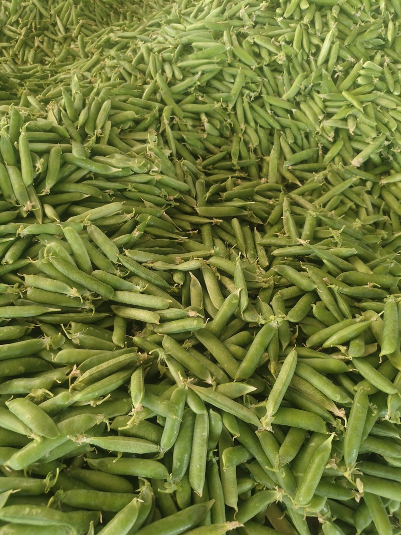 青豌豆