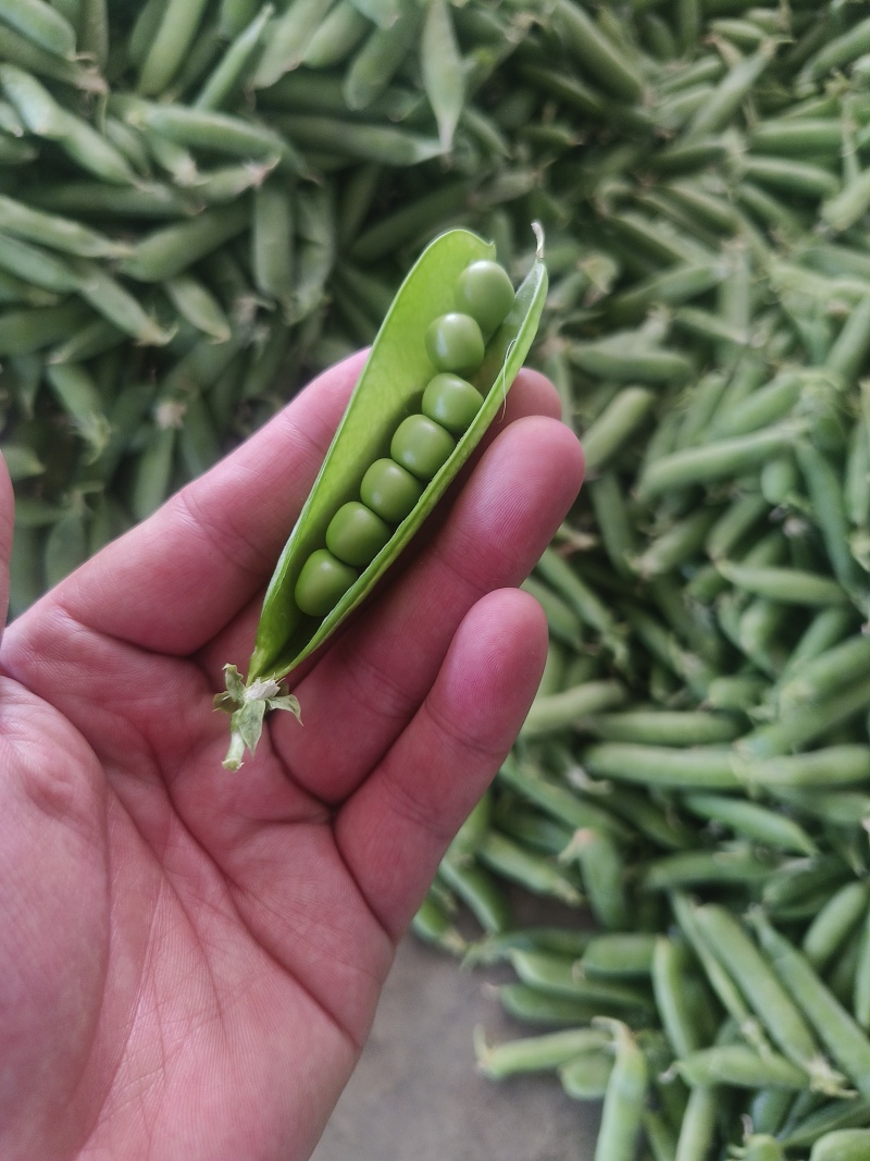 青豌豆