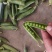 青豌豆