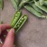 青豌豆