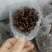蜈蚣各种昆虫类的中药材有需要的老板下单就可以