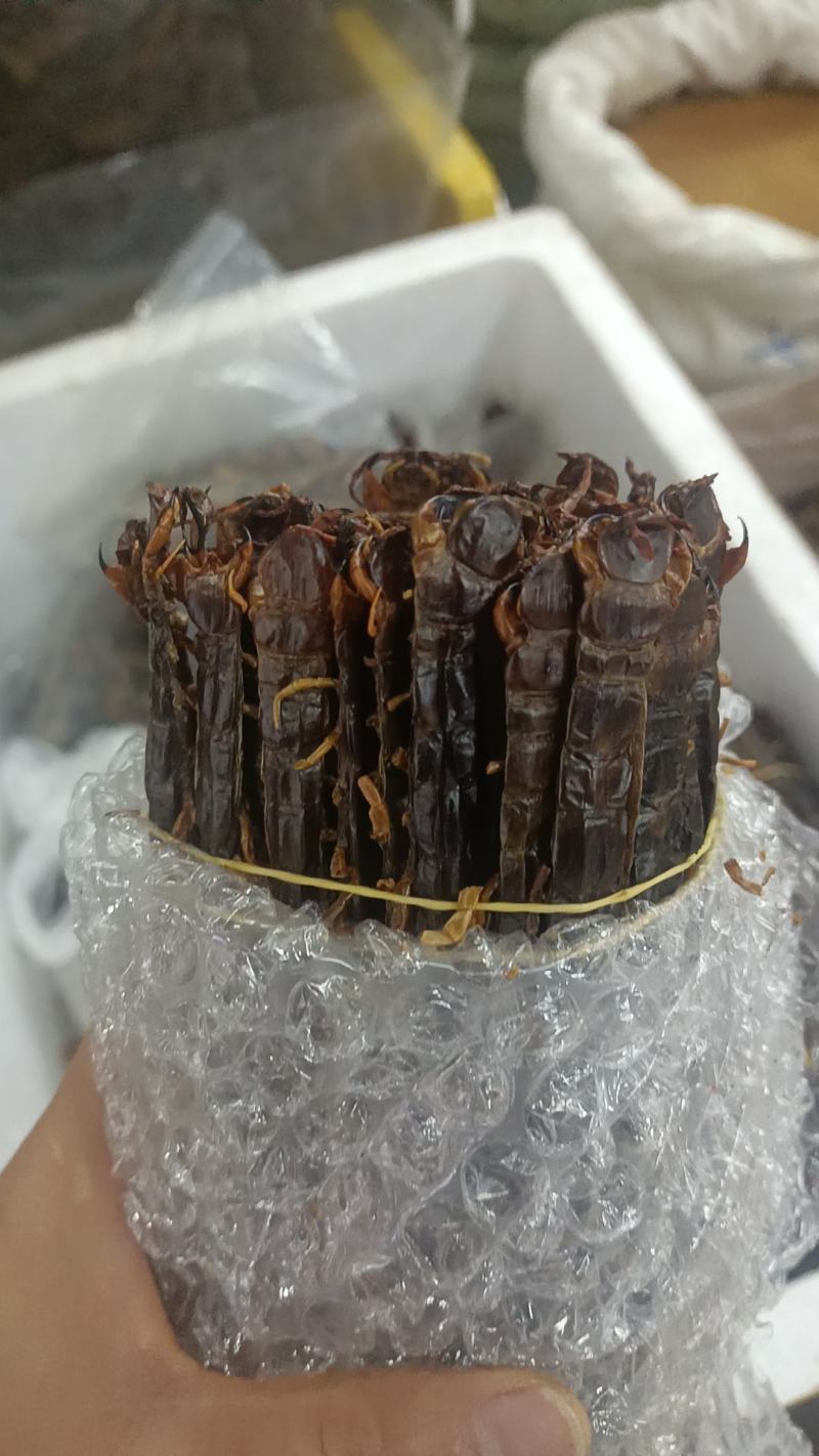 蜈蚣各种昆虫类的中药材有需要的老板下单就可以