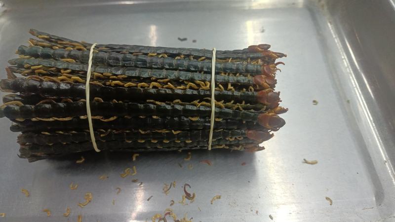蜈蚣各种昆虫类的中药材有需要的老板下单就可以