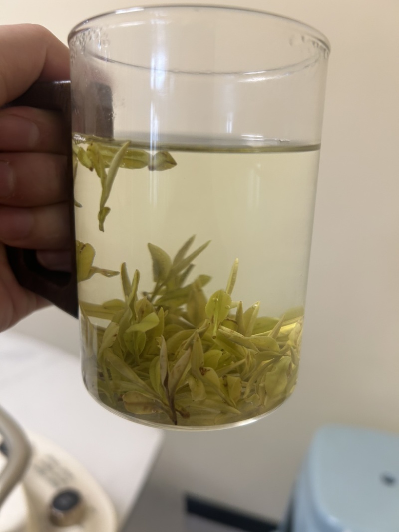 源头黄金芽