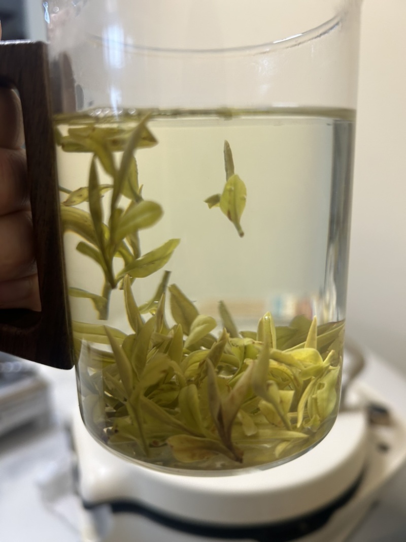 源头黄金芽