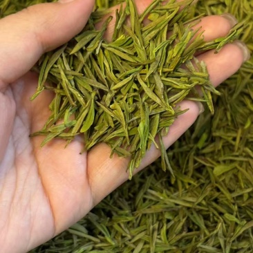源头黄金芽