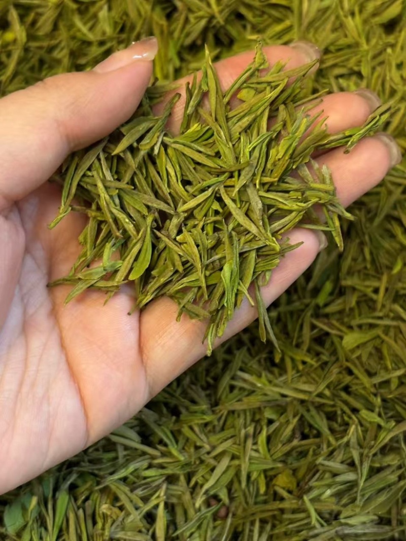 源头黄金芽