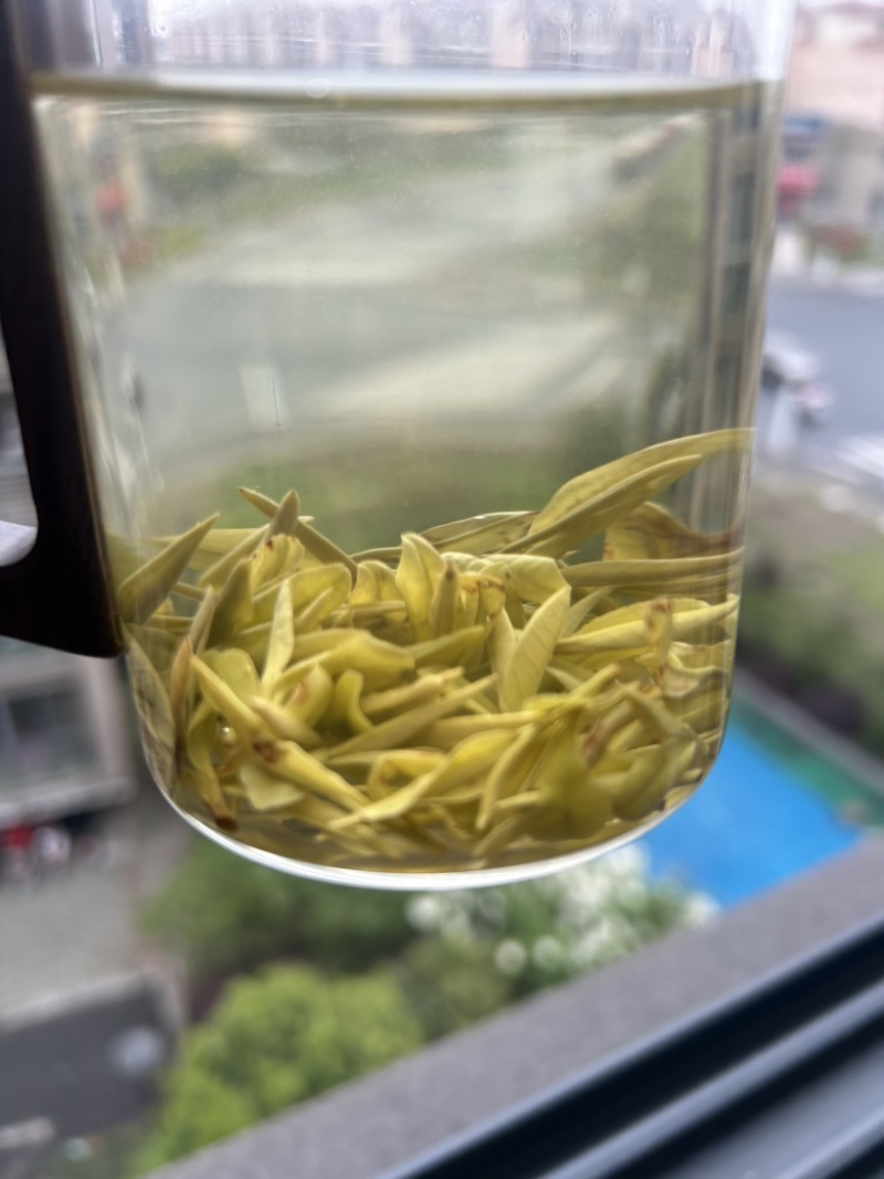 源头黄金芽
