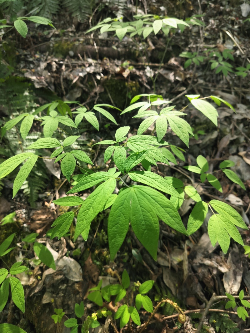 野生红毛七红毛三七鸡骨升麻大山野生鲜货干货
