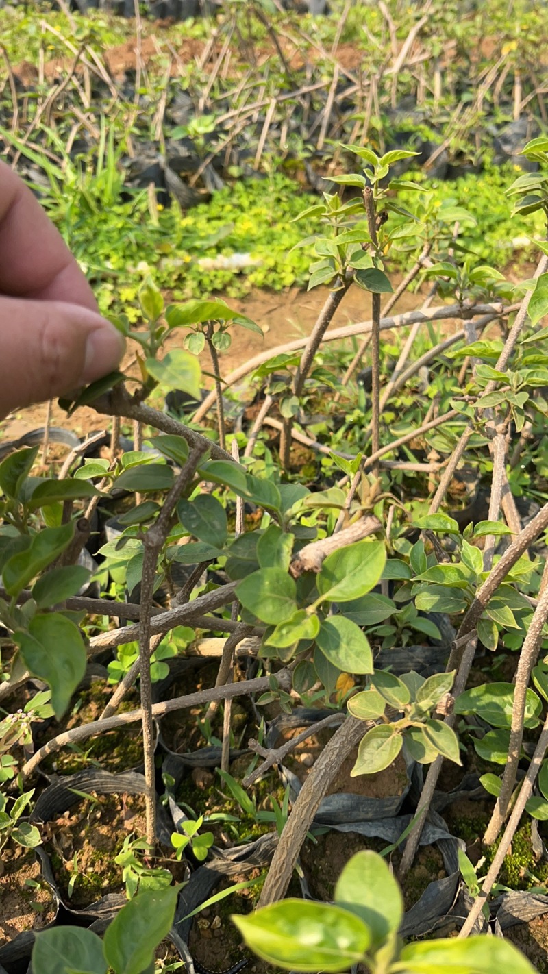 夜香花苗小青花
