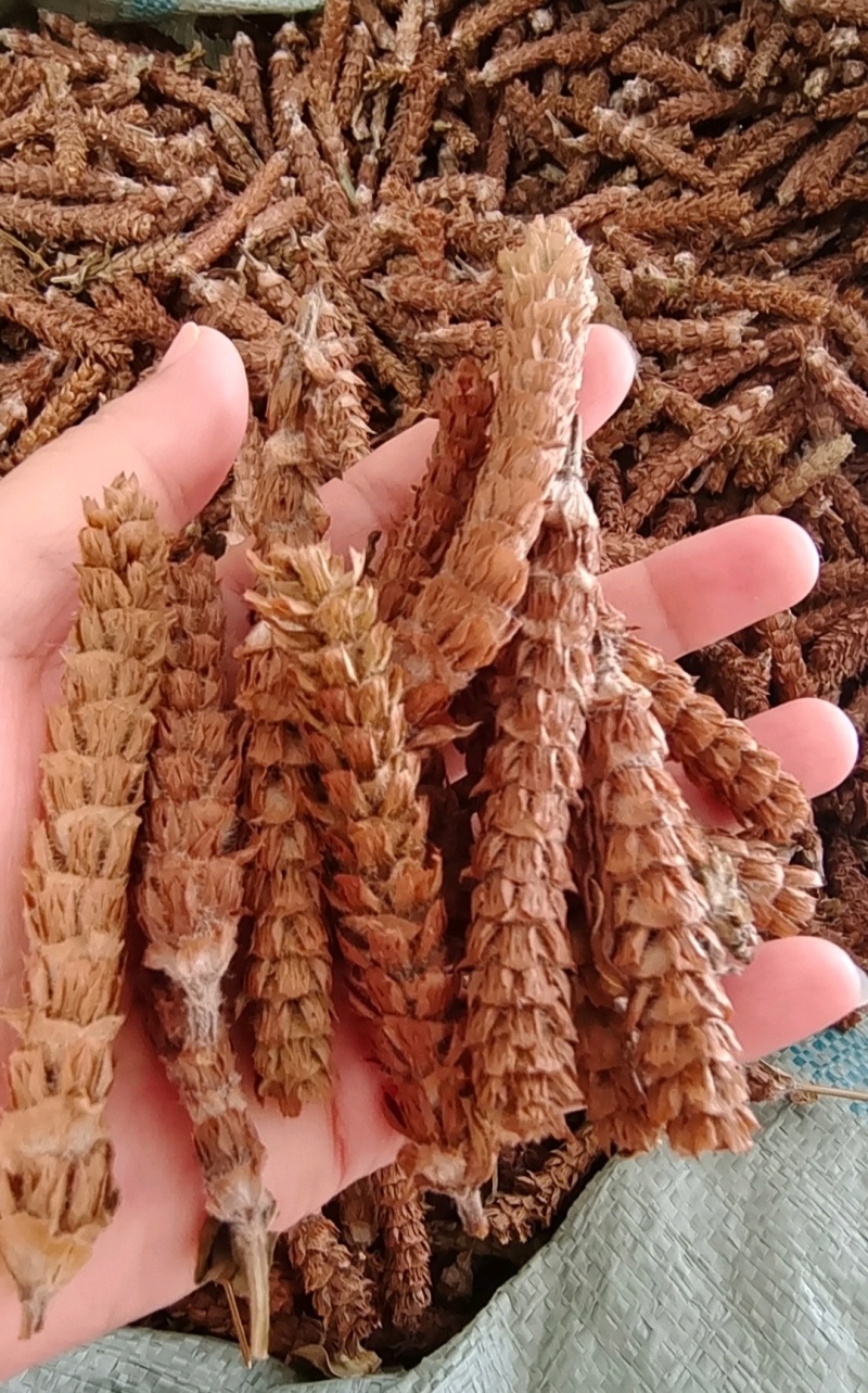 夏枯球精选干货干净无杂量大从优