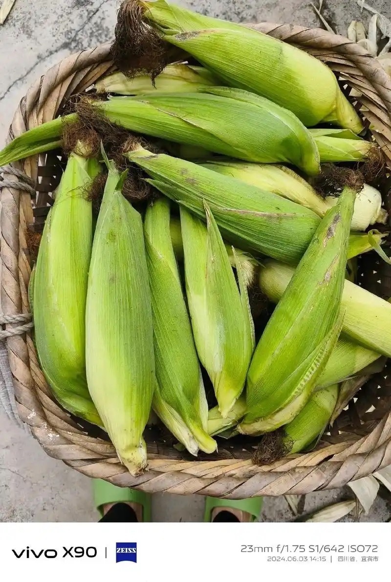 万糯2000玉米