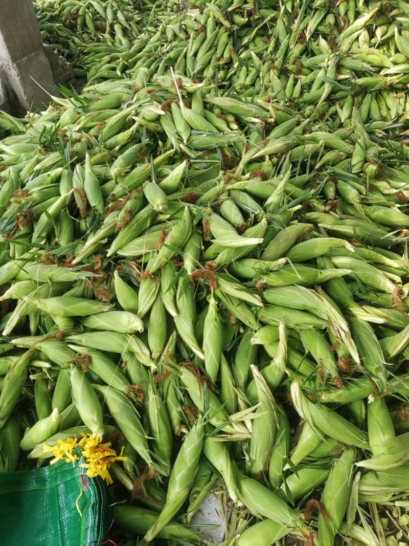 万糯2000玉米