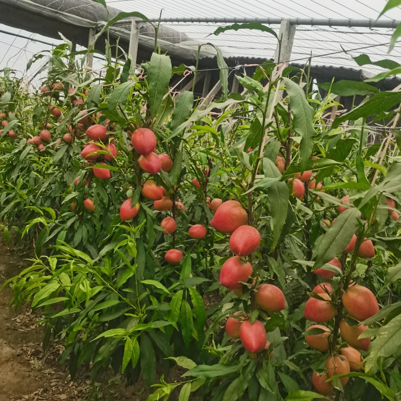 油桃