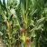 水果玉米，黑甜糯玉米，花甜糯玉米，万糯2000玉米
