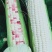 水果玉米，黑甜糯玉米，花甜糯玉米，万糯2000玉米