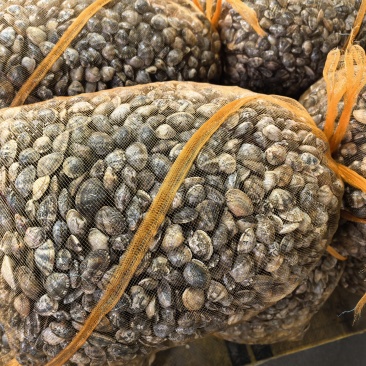 青岛红岛蛤蜊，70-80粒，肉质鲜嫩，薄皮，肥度好。