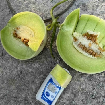 玉菇蜜瓜、产地代收代发、保质保量、诚信服务