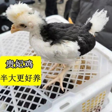 4到5两左右半大贵妃鸡苗，半大脱温苗，疫苗齐全，常年供应