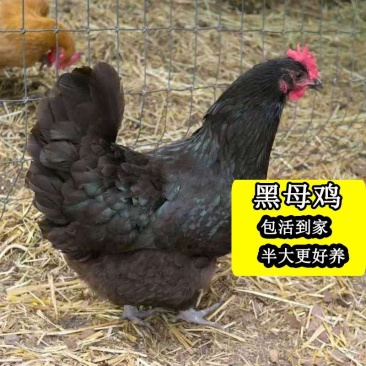 4到5两左右黑母鸡，脱温苗全母，，包运输途中损耗，常年供