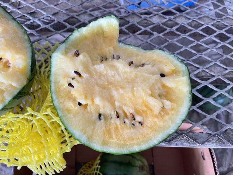 江苏黄心特小凤-精品黄壤西瓜-大量上市--全国发货
