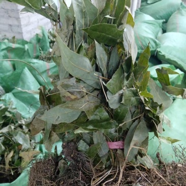 野生淫羊霍(大量批发，货量干爽青绿，产地价格)