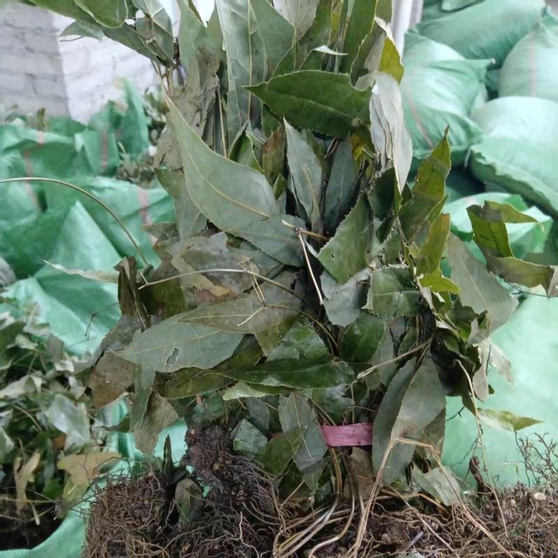 野生淫羊霍(大量批发，货量干爽青绿，产地价格)