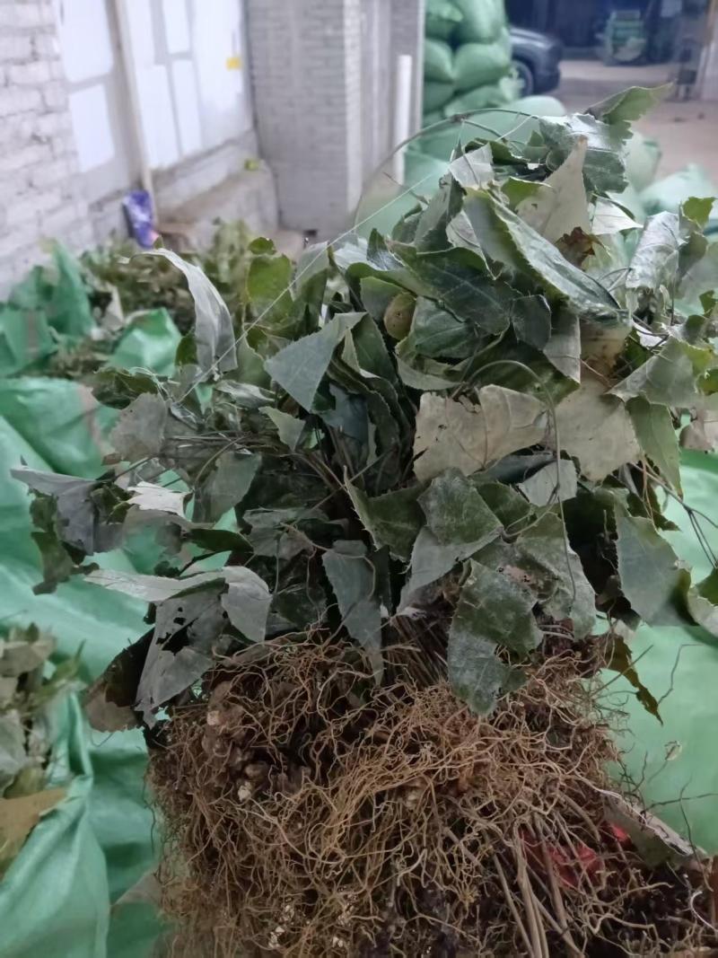 野生淫羊霍(大量批发，货量干爽青绿，产地价格)