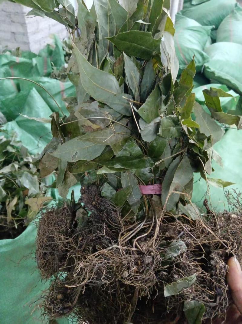 野生淫羊霍(大量批发，货量干爽青绿，产地价格)
