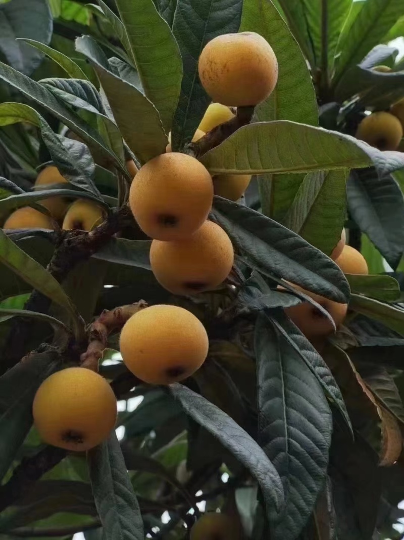 白玉枇杷