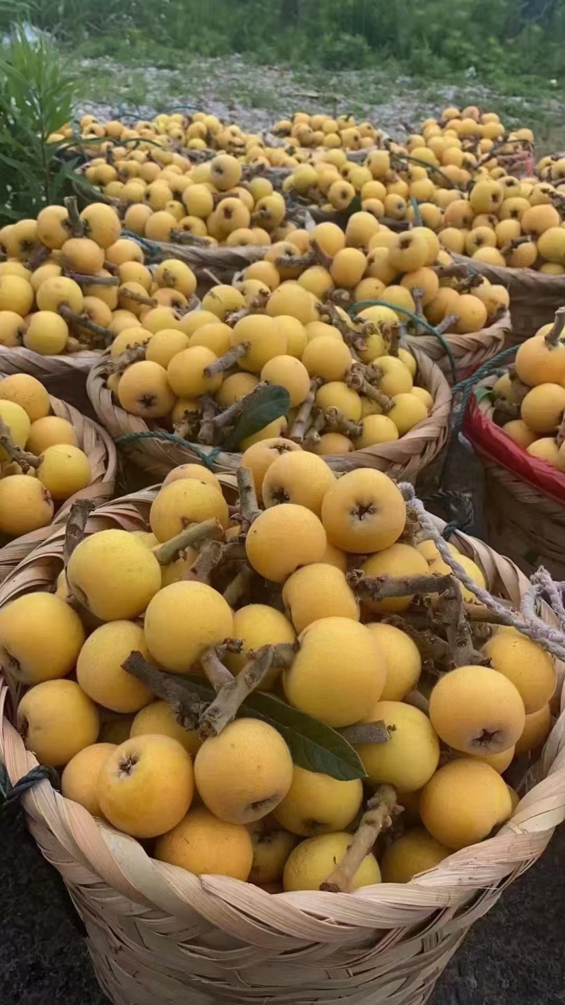 白玉枇杷