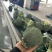西兰花🥦