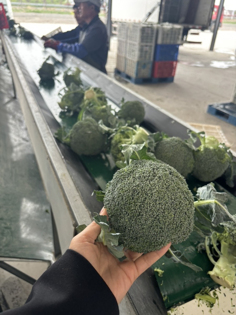 西兰花🥦