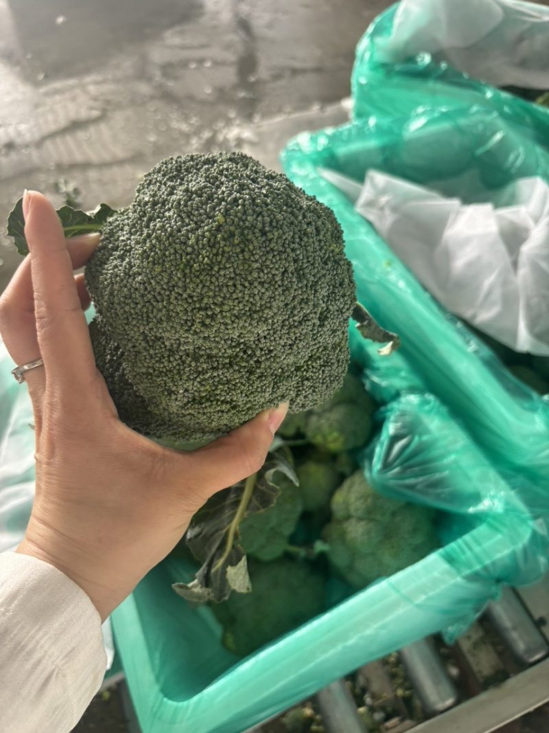 西兰花🥦
