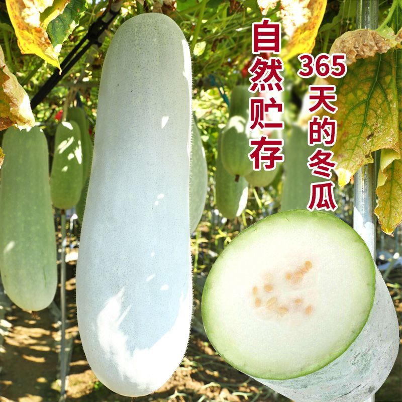 粉霸龙冬瓜种子长圆形粉皮冬瓜种子高产白皮长冬瓜种子
