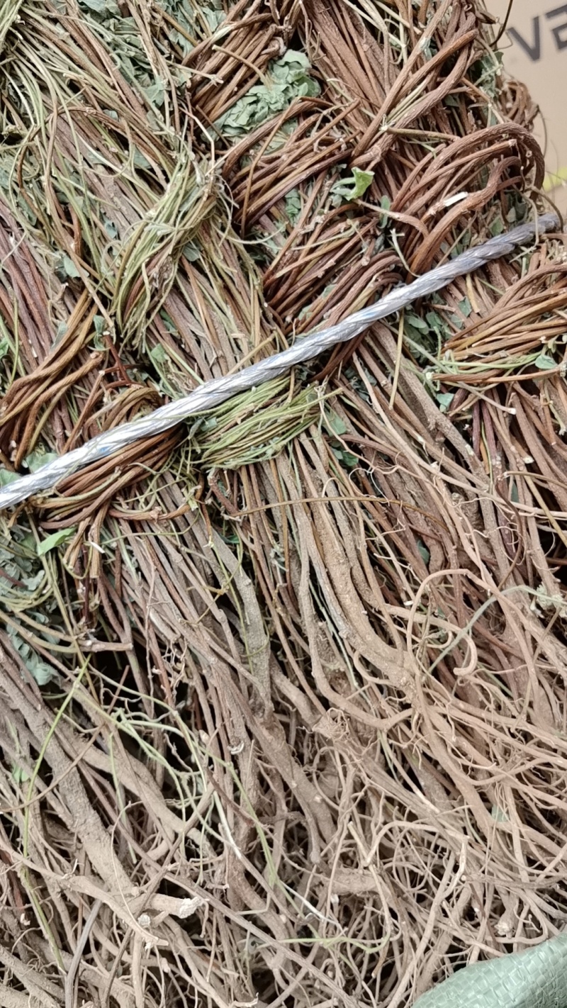 广西鸡骨草/小叶鸡骨草/鸡骨草长扎/产地直发供应各种规格